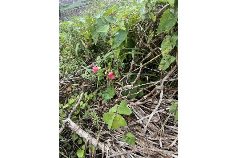 Oxalis tetraphylla -1602