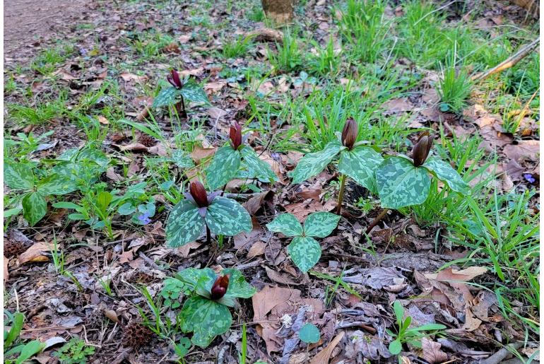 Trillium cuneatum -1610