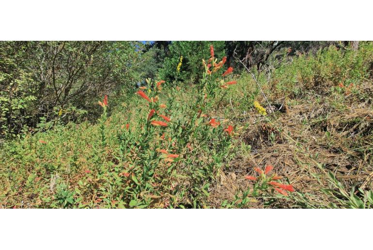 Epilobium canum ssp latifolium -1611