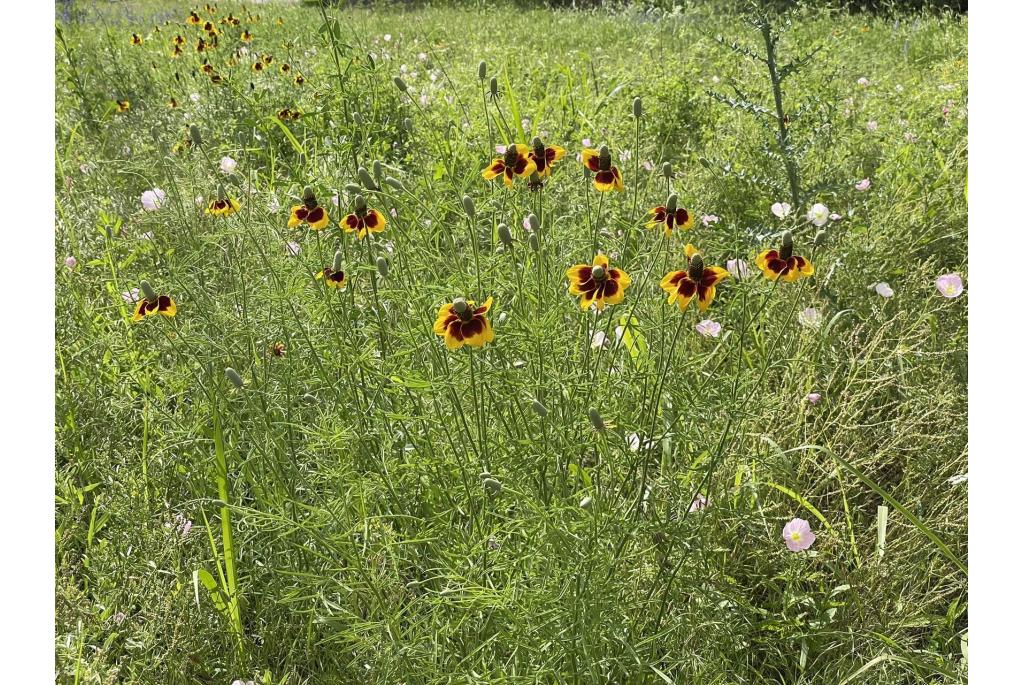 Rechte Mexicaanse zonnehoed