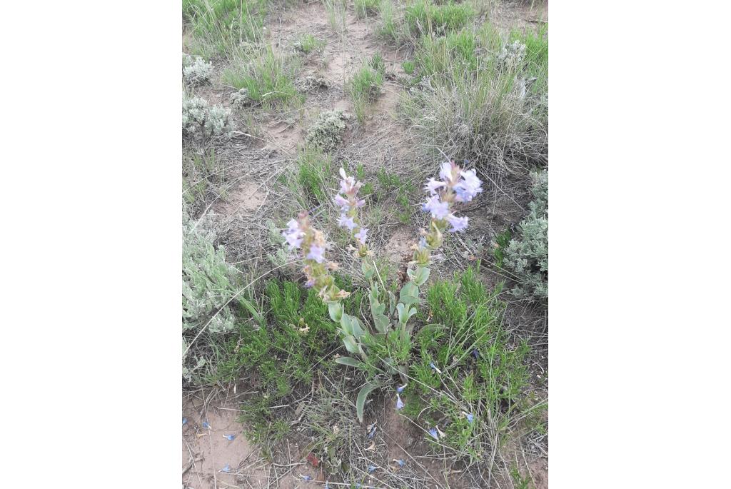 Middle Park penstemon