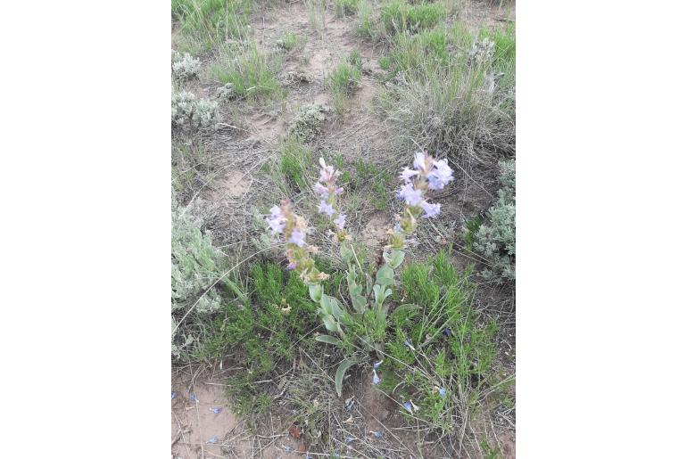 Penstemon cyathophorus -1615