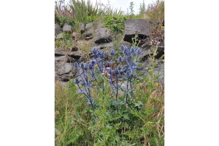 Eryngium amethystinum -1617