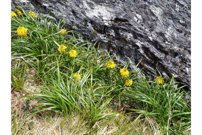 Bulbinella gibbsii var balasifera -1621