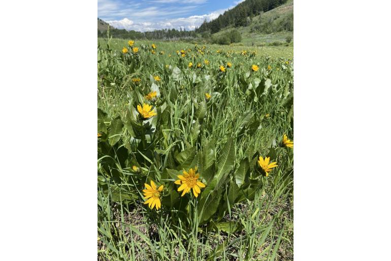 Wyethia amplexicaulis -1629