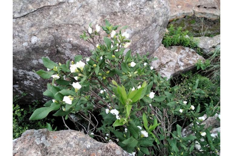 Bowkeria verticillata -1649