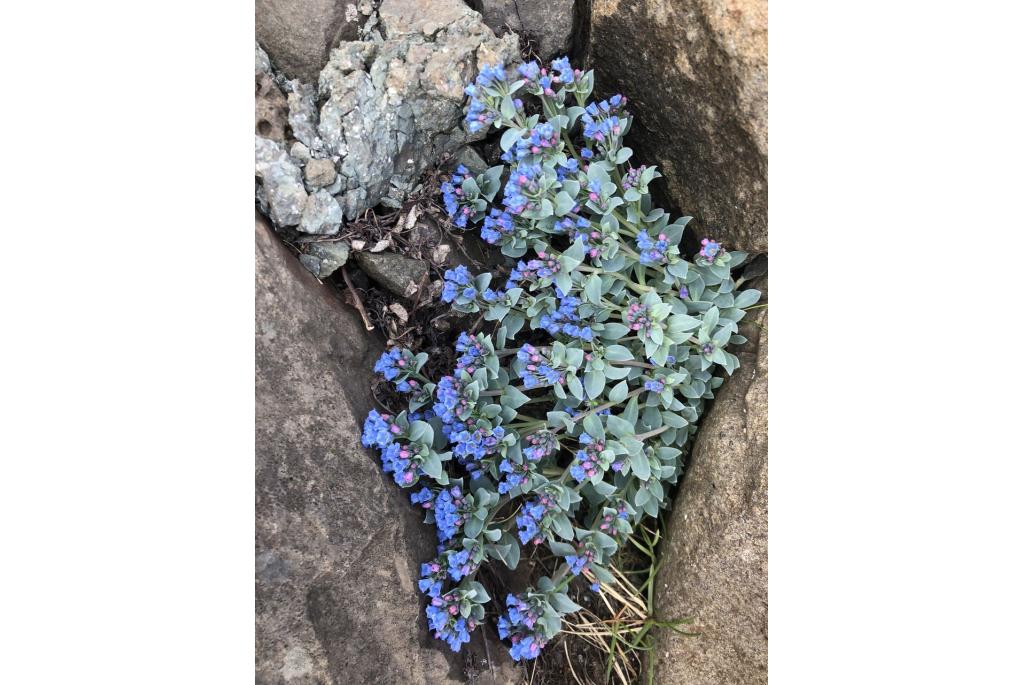 Oesterblad Mertensia