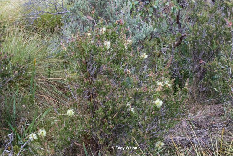 Melaleuca virens -1662