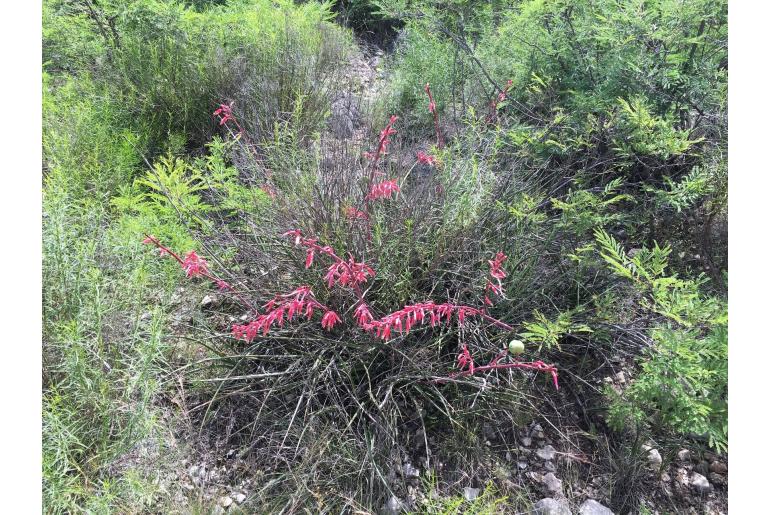 Hesperaloe parviflora -1669