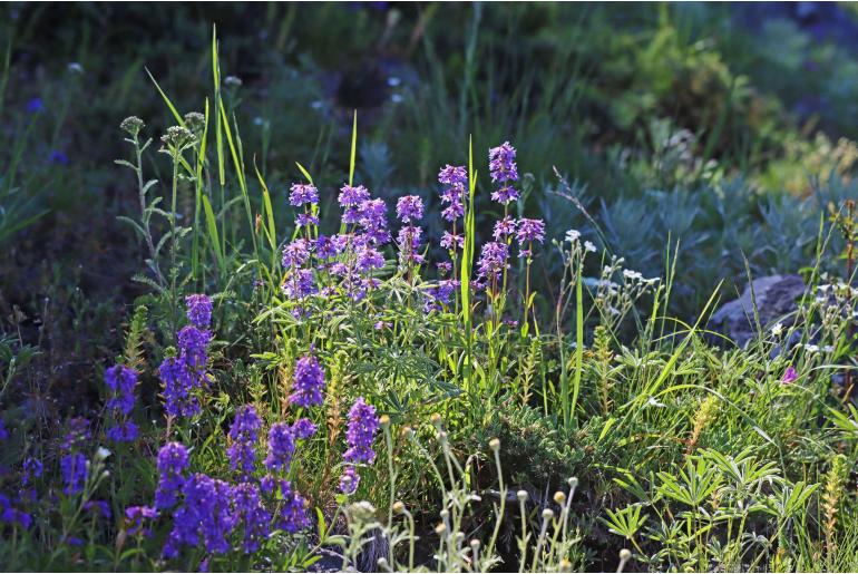 Penstemon procerus var brachyanthus -1674