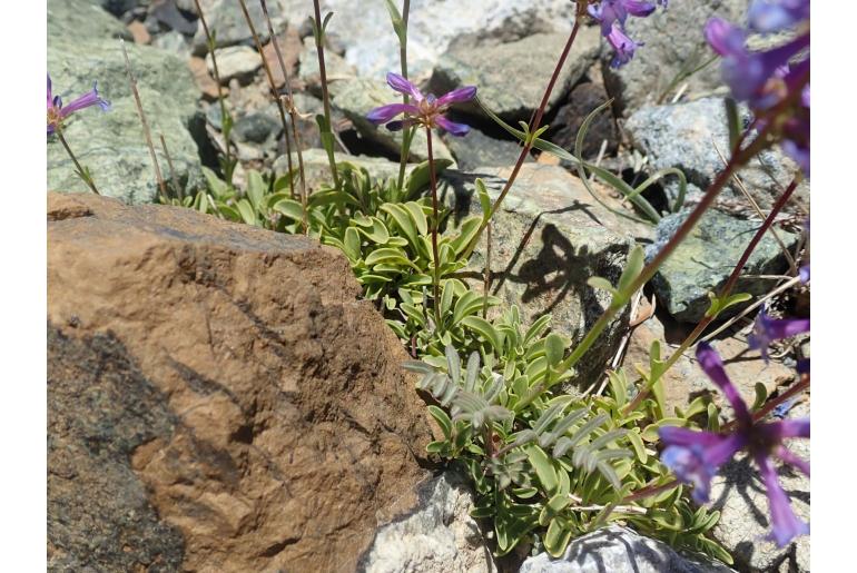 Penstemon procerus var formosus -1678