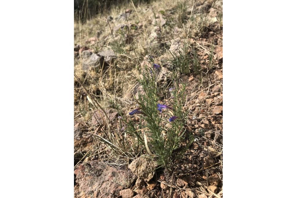 Crandalls kruipende penstemon