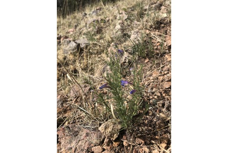 Penstemon crandallii var ramaleyi -1680