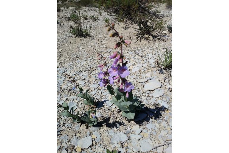 Penstemon secundiflorus var versicolor -1683