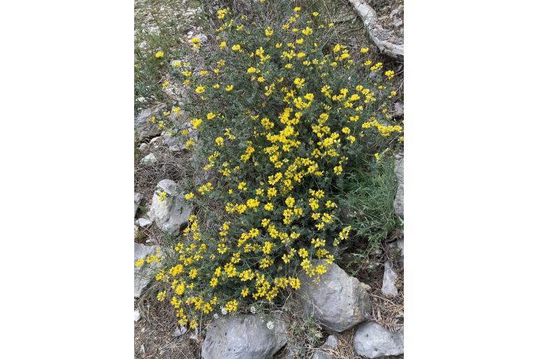 Coronilla minima -1685