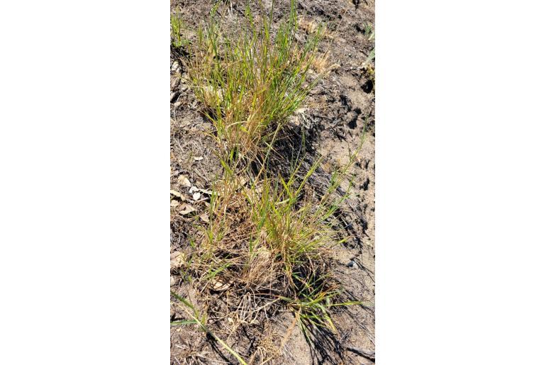 Agrostis pallens -1689