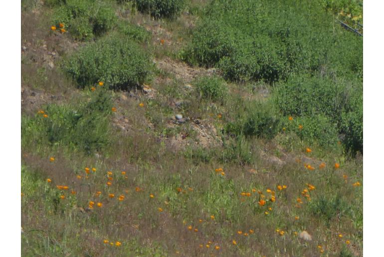 Eschscholzia californica -1692