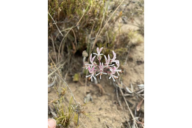 Pelargonium auritum var carneum -1693