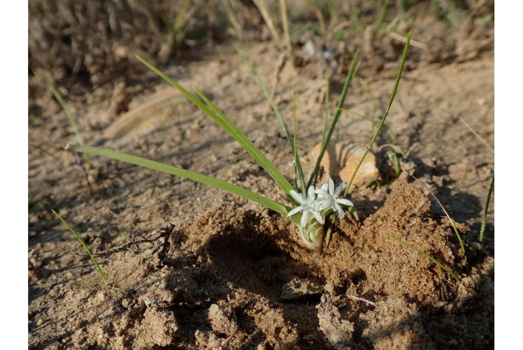 Geplooide lapeirousia