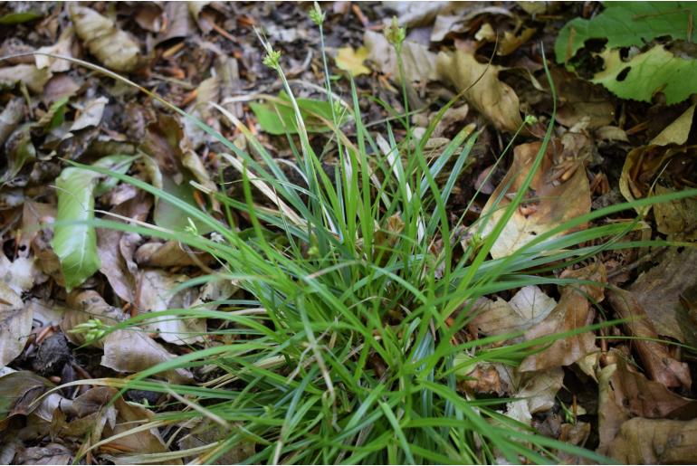 Carex depressa ssp transsilvanica -1699