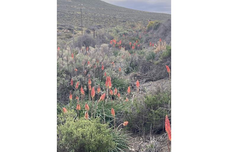 Kniphofia sarmentosa -1708