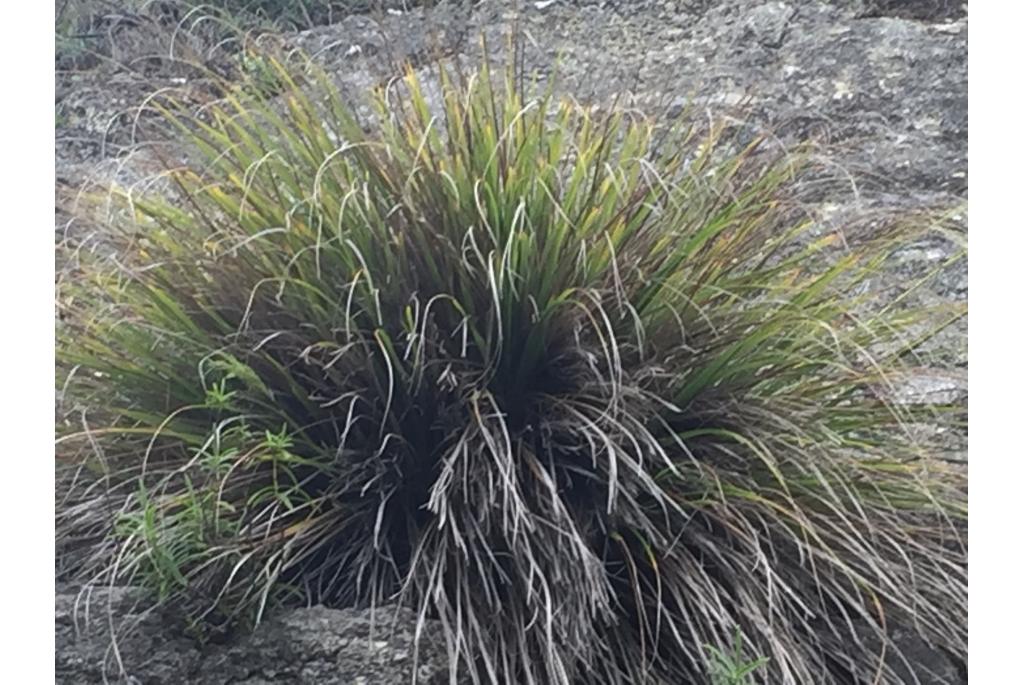 Gele Chionochloa