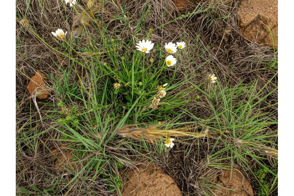 Spaanse margriet