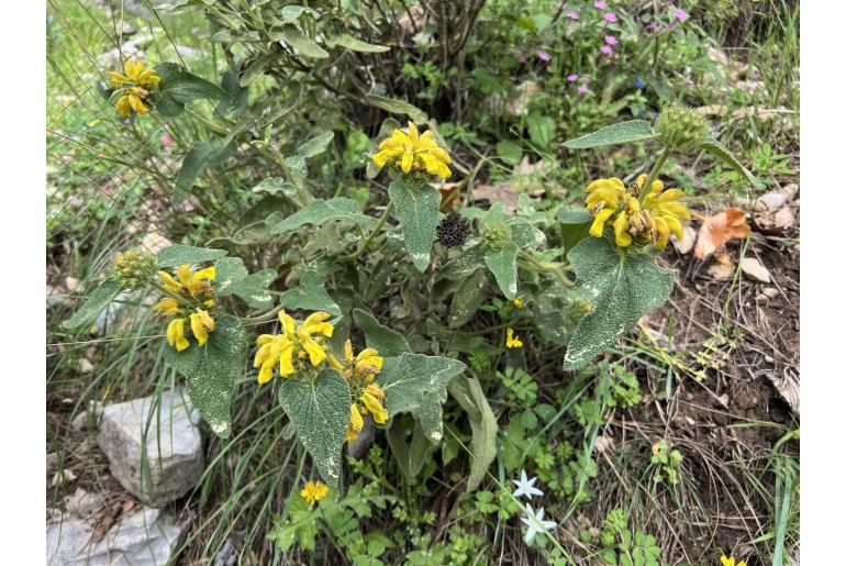 Phlomis bourgaei -1722