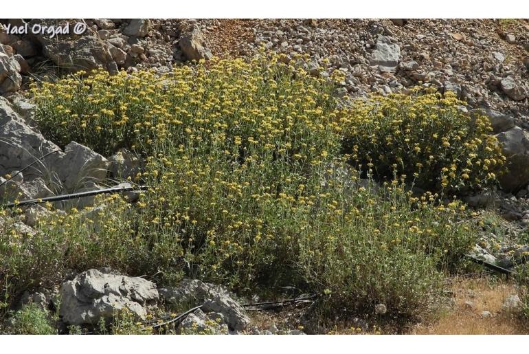 Phlomis chrysophylla -1726