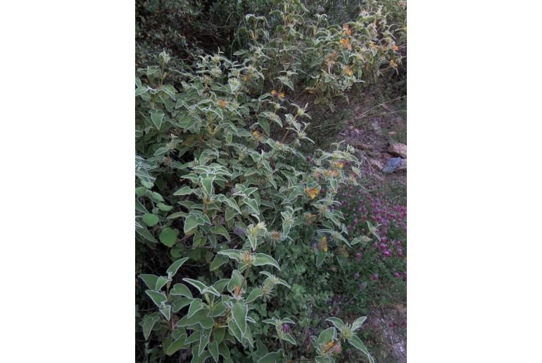 Phlomis leucophracta -1728