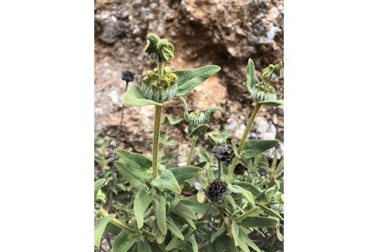 Phlomis lycia -1730