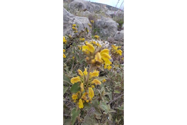 Phlomis viscosa -1734