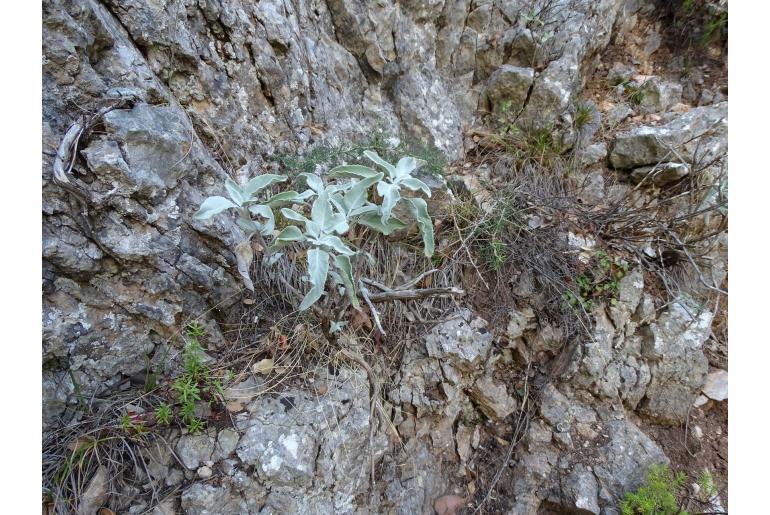 Salvia pomifera -1755