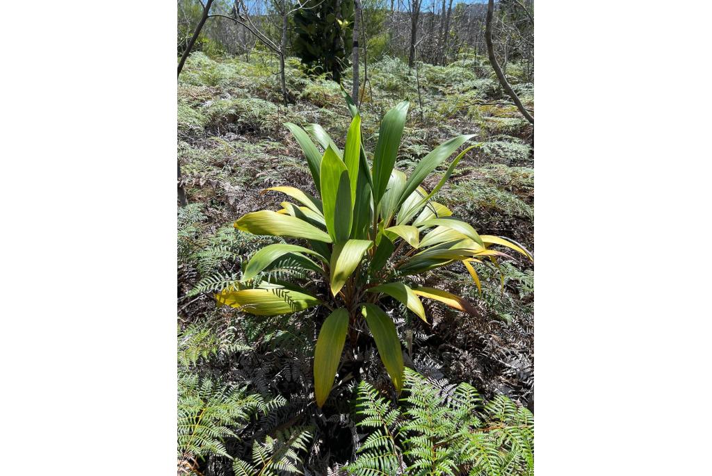 Nieuw-Caledonische Cordyline