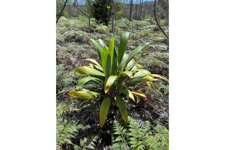 Cordyline neocaledonica -1766