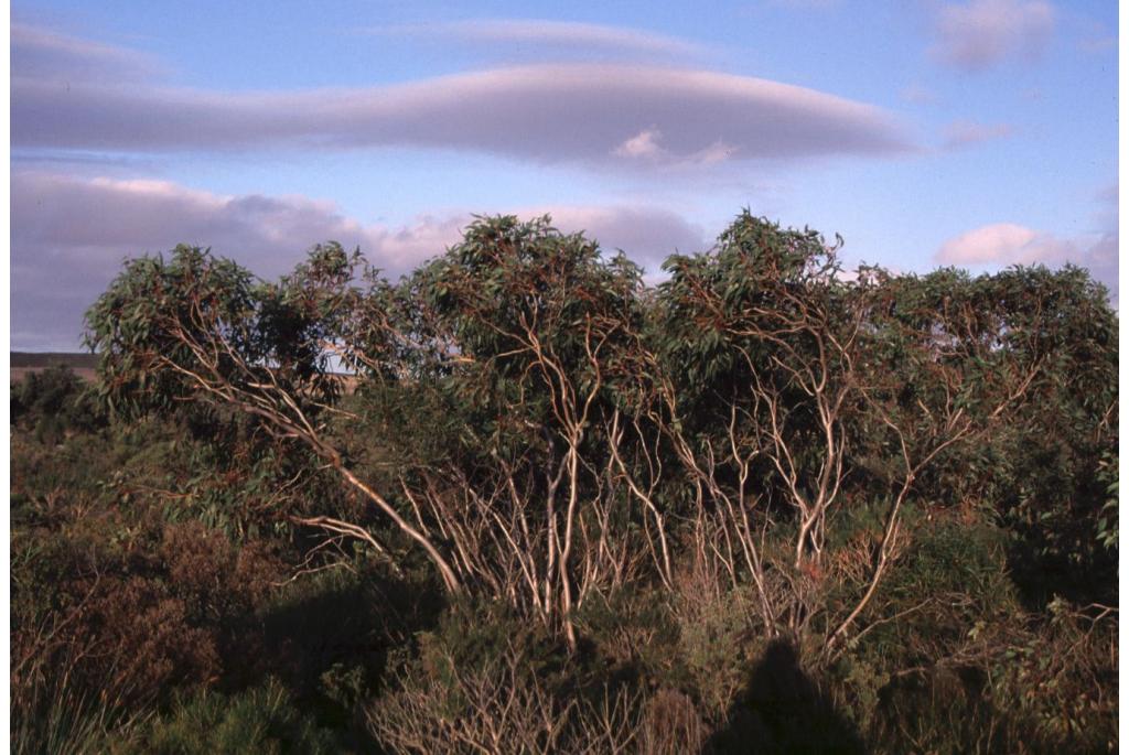 Badgingarra Eucalyptus