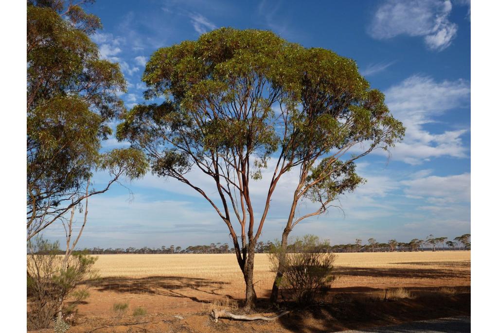 Welcome Hill Eucalyptus