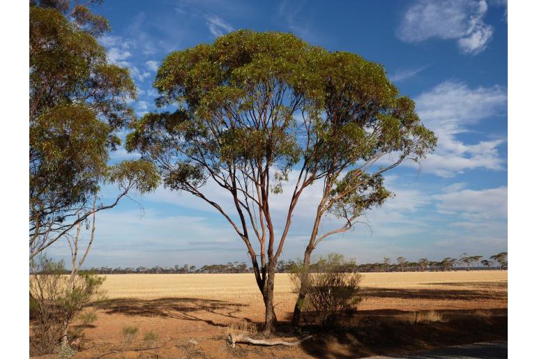 Eucalyptus aequioperta -1772