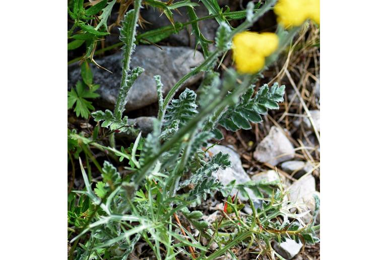 Achillea holosericea -1773