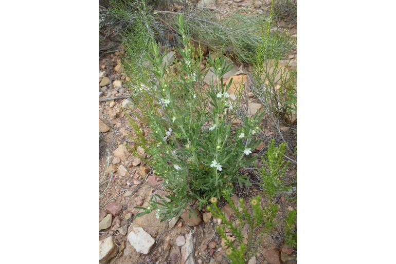 Teucrium aureum -1780