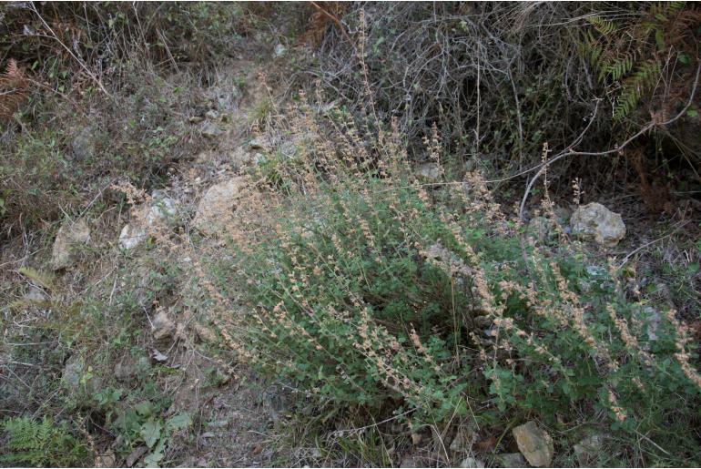 Teucrium divaricatum -1782