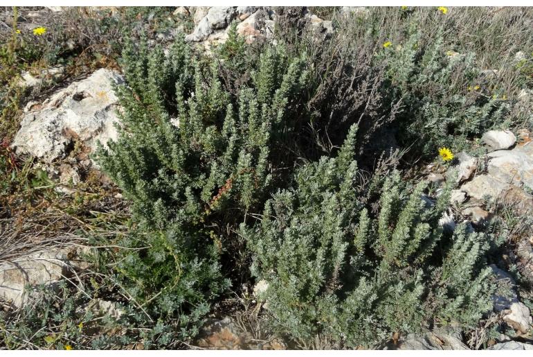 Artemisia caerulescens ssp gallica -1786