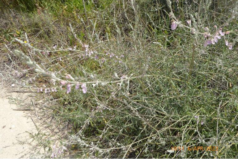 Teucrium creticum -1796