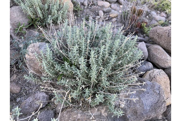 Teucrium lusitanicum -1797