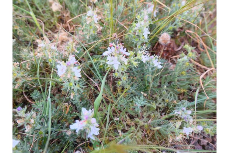 Teucrium pseudochamaepitys -1800