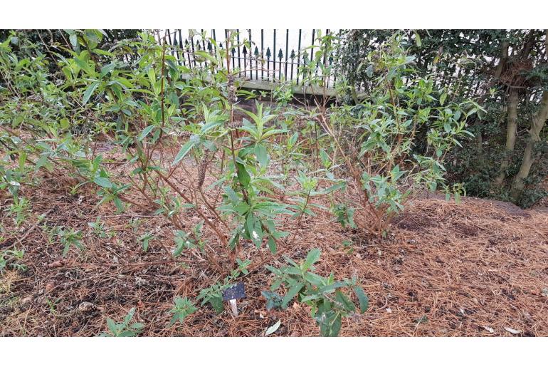 Buddleja myriantha -1804