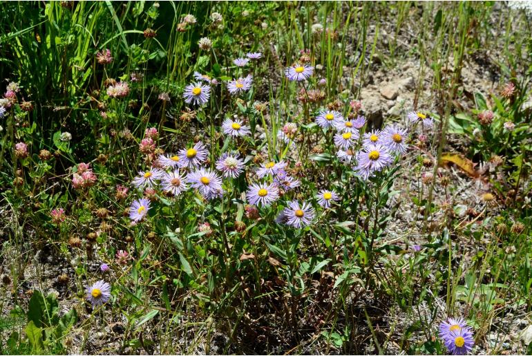 Erigeron speciosus -1812