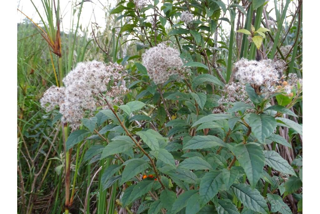 Eupatorium met ligusterblad