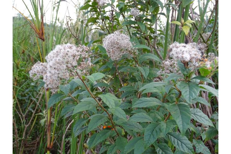 Ageratina ligustrina -1818