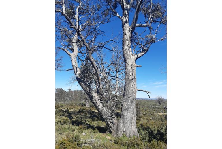 Eucalyptus gunnii -1835